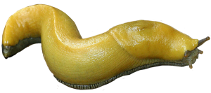 Slug PNG-87314